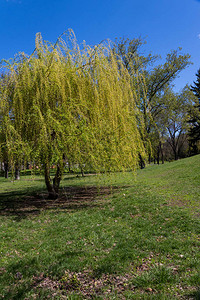 柳树或公园里的巴比伦柳树萨利克斯图片