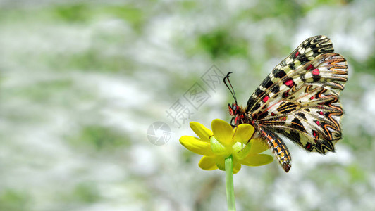 黄花上美丽的蝴蝶春蝴蝶南方节图片