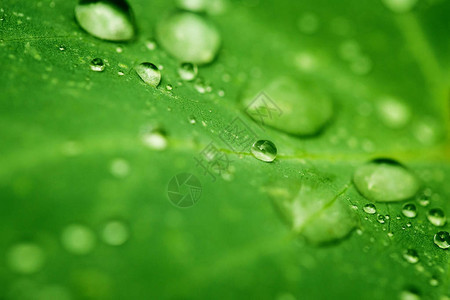 绿叶上的透明雨水滴关闭美丽的自然宏观背景重图片