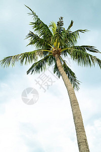 高椰子棕榈热带植物与越南对抗图片