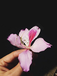 春天的花朵在一只雄手中美丽的热带花朵图片