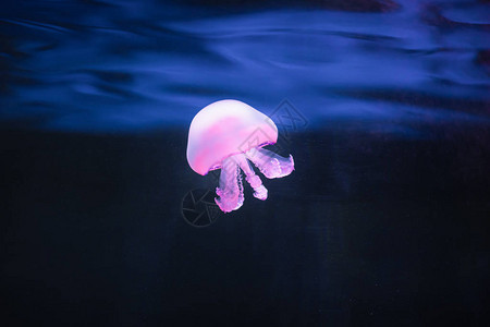 水下紫色水母Rhizostoma图片