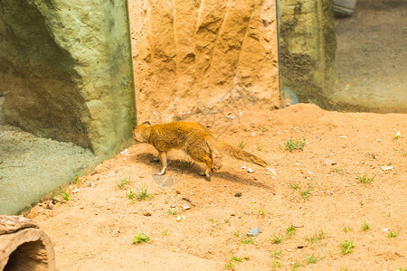 有趣的小黄猫鼬站在沙质粘土上动物园里动物的概图片