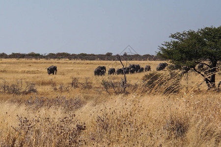 非洲大象纳米比亚Etosha公园非洲Lox图片
