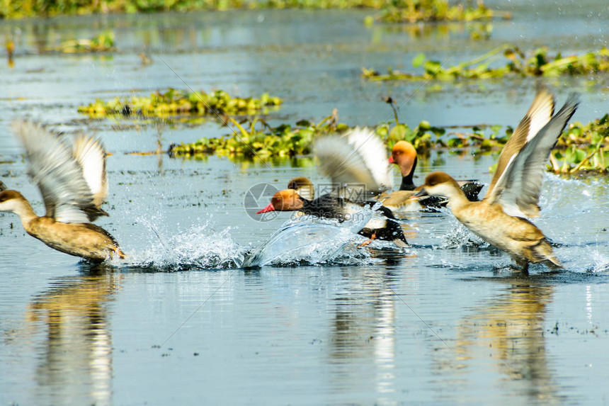 一群迁徙的红冠潜鸭Aythyinae在湖上飞翔在水鸟Vedanthangal鸟类保护区Kancheepuram印度发现的淡水和沿图片