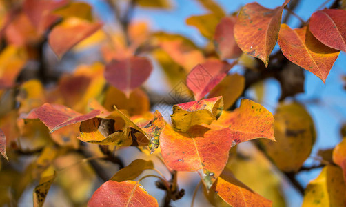 秋天的果园红秋梨树叶图片