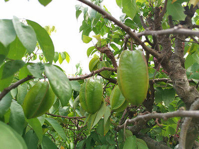 新鲜的农场starfrut生长在树上图片