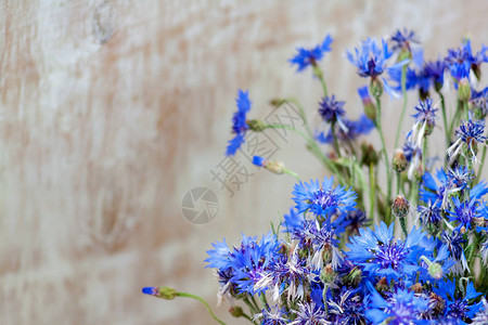 木制浅色背景上的矢车菊蓝色花朵高分辨率图片