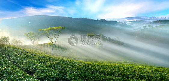 这个茶园已有一百多年的历史图片