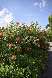 花园里美丽的玫瑰丛上绽放着粉红色的玫瑰花图片