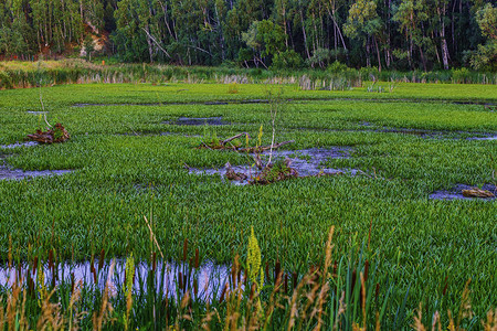 鲜绿色的沼泽长满草图片