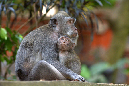 藏猕猴保护区东南亚荒野高清图片