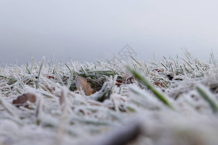 有雾情况的冬季花园上的草雪覆盖早晨野草的冻茎能见度差图片