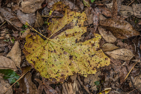 下秋天地上的一片湿黄叶子与其他图片