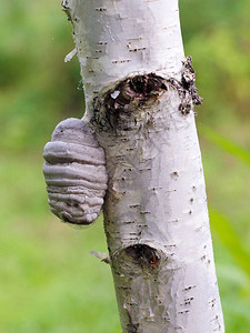 树上有木架铁板真菌结石触摸木圆锥多孔图片