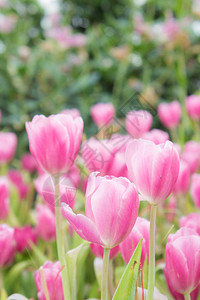 粉红色郁金香花园郁金花背景图片