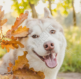 哈士奇肖像秋天在公园散步的年轻哈士奇狗哈士奇品种轻蓬松的狗与狗同行狗在皮带上图片