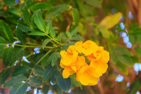 Tecoma斯坦花常见名称包括黄色小号灌木黄色铃铛黄色图片