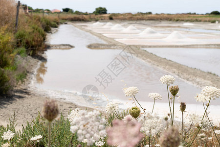 法国盐田中Noirmoutier岛的传统盐沼图片