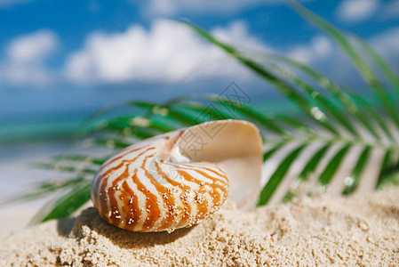 金沙滩上的纳图卢斯海壳棕榈叶图片