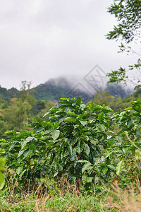 云背景山上的绿色咖啡植物图片