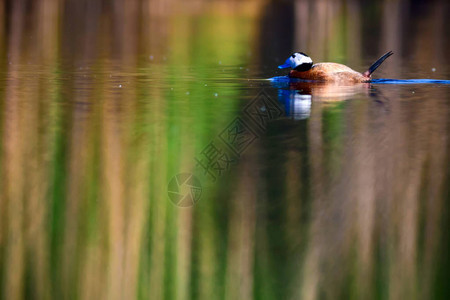 可爱的鸭子游泳天然湖泊背景白头鸭白头鸭Oxyuraleucoc图片