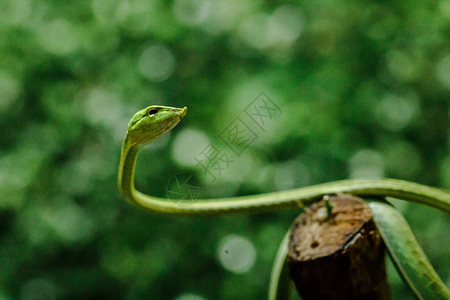 长鼻子鞭蛇是一种有毒的蛇活在大图片