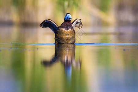 游泳鸭绿色自然背景白头鸭奥克西乌拉图片