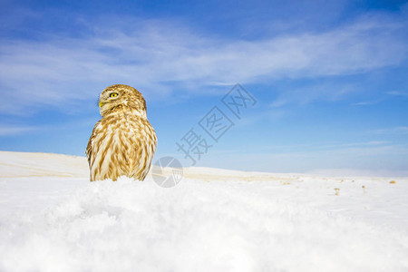 冬至雪景可爱的小猫头鹰和冬天的场景观野生动物摄影普通猫头鹰背景