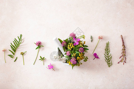 砂浆中的药用花卉草药三叶草三叶草艾菊rosebay图片