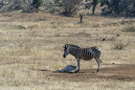 非洲南部Kruger公园的斑马图片