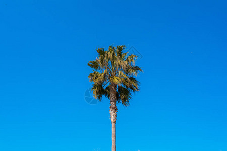 棕榈树的叶子在蓝天前随风摆动图片