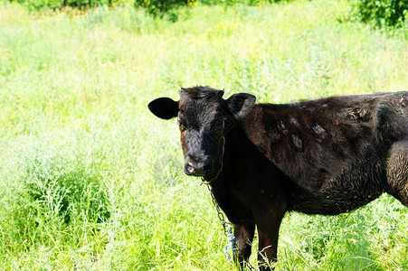 夏日草地上的黑牛犊肉品种图片