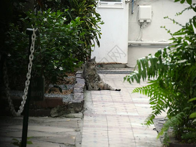 在佛罗里达州基韦斯特的海明威房子花园里放轻松的猫儿们中一图片