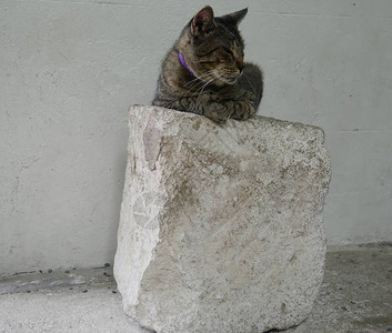 在佛罗里达州基韦斯特的海明威家一座大石头上放松着图片
