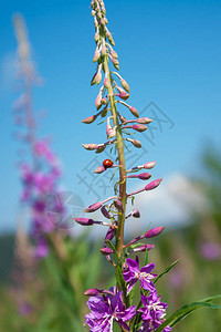 粉红青菜花Ivan茶叶树叶图片