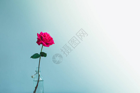 一朵鲜花美丽的粉红色玫瑰图片