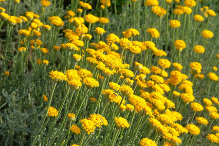 绿色自然模糊背景上的蜡菊花草药学在草甸的明亮的图片