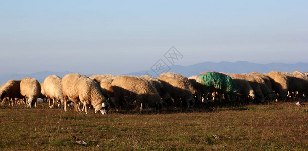 在山上吃草的羊群图片