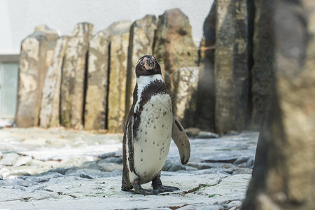 可爱的非洲企鹅在动物园里散步动物园里动物生活的概图片