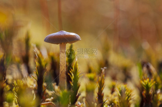 小毒菌蘑菇宏毒菌蘑菇图片