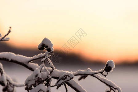 芬兰假日村Kuukiruuru的树枝冬季下大雪和日落时间覆盖了树木枝叶请查看InfoFinland上的Ko图片