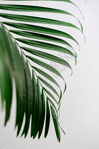 热带棕榈叶绿色创意布局彩背景图片