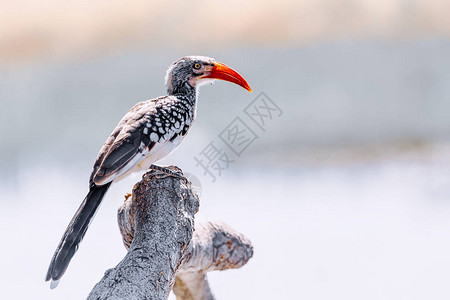 南红卷尾鸟角标托克斯鲁非菲罗斯特里图片