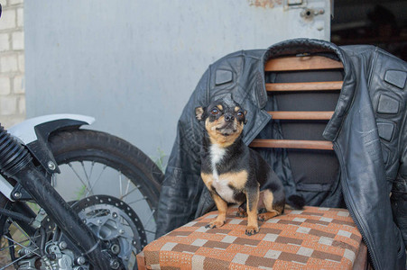 吉娃小狗吉娃坐在椅子上一只狗坐在摩托车和摩托车夹克附近图片