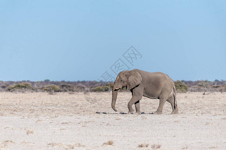 一头大雄非洲象LoxodontaAfricana走在埃托沙背景图片