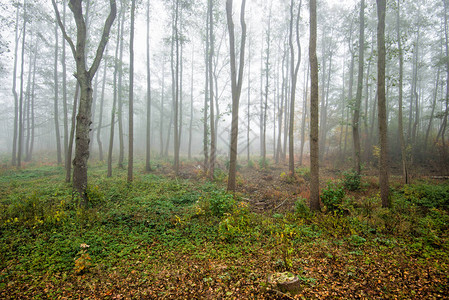 清晨雾在森林中绿叶和金叶白树密图片