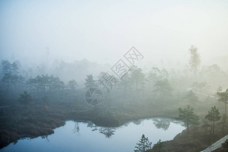 清晨雾沼泽和背景拉托维亚图片