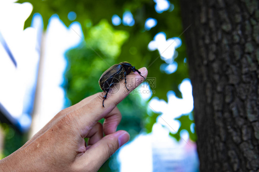 一只雌甲虫在靠近街道的树上的手指上关闭世田谷区TokyoJapan08242019相机图片