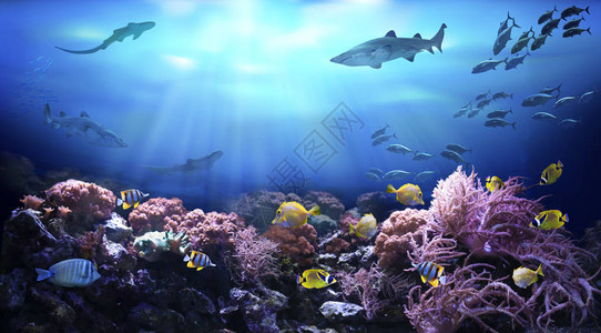 珊瑚礁的水下观察热带水域图片